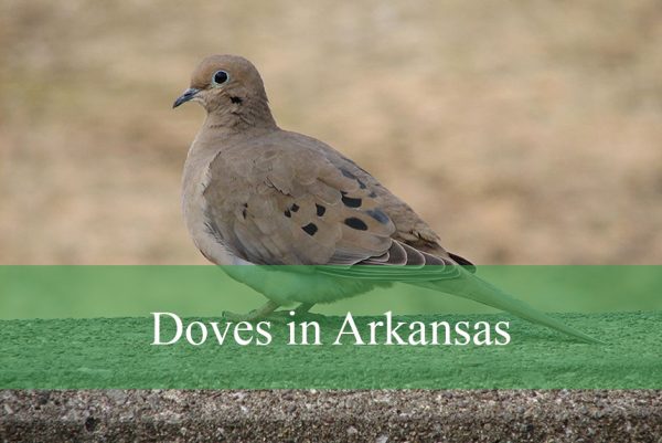 Doves in Arkansas
