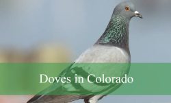 8 Types of Doves in Colorado (With Pictures and Identification)