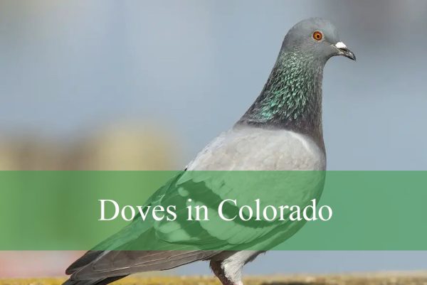 Doves in Colorado