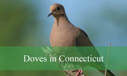 5 Types of Doves in Connecticut (With Pictures and Identification)