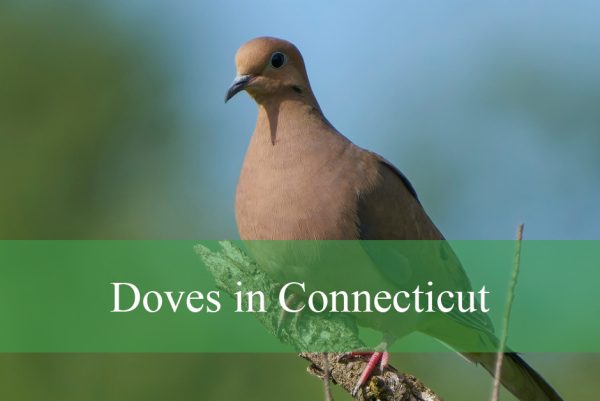 Doves in Connecticut
