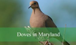 4 Types of Doves in Maryland (With Pictures and Identification)