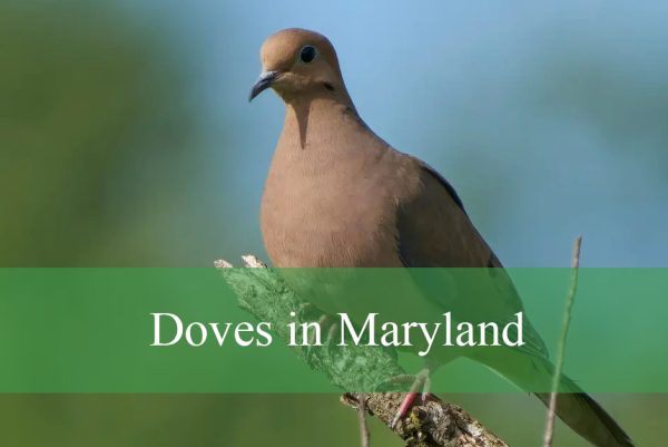 Doves in Maryland