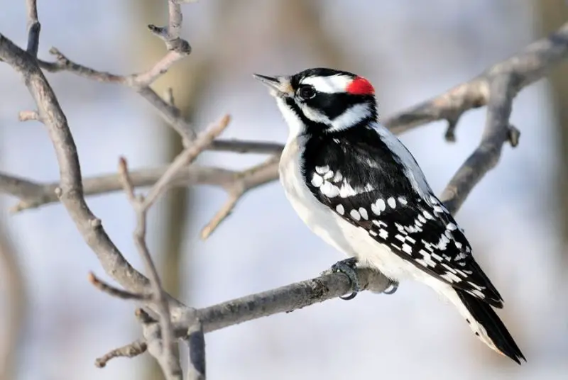 Woodpeckers in Wisconsin