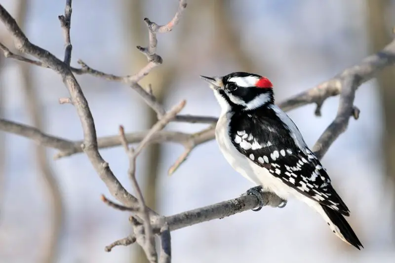 Woodpeckers in South Dakota