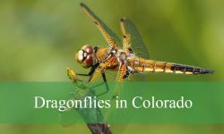 28 Types of Dragonflies in Colorado (Pictures and Identification)