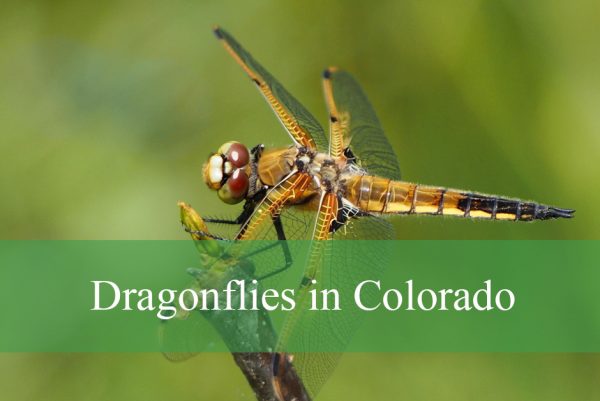 Dragonflies in Colorado