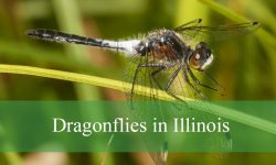 25 Types of Dragonflies in Illinois (With Pictures and Identification)