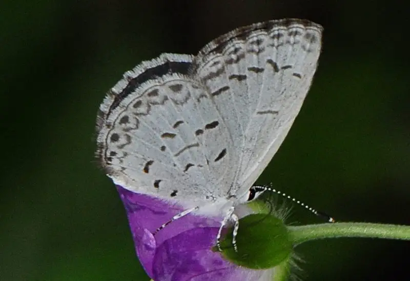 Blue Butterflies in Virginia