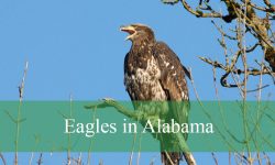 3 Types of Eagles in Alabama (With Pictures and Identification)