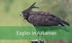 4 Types of Eagles in Arkansas (With Pictures and Identification)
