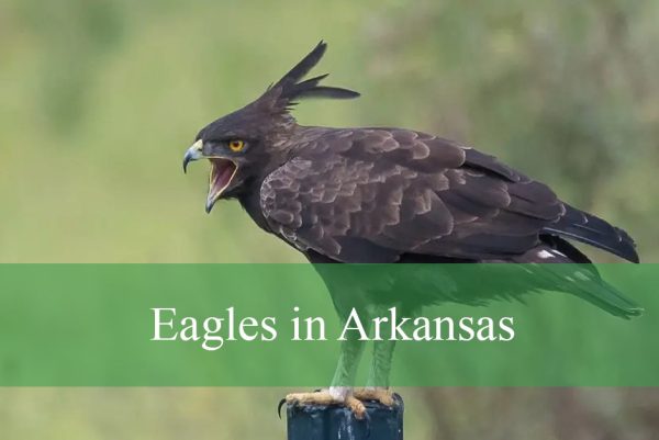 Eagles in Arkansas