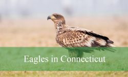4 Types of Eagles in Connecticut (With Pictures and Identification)