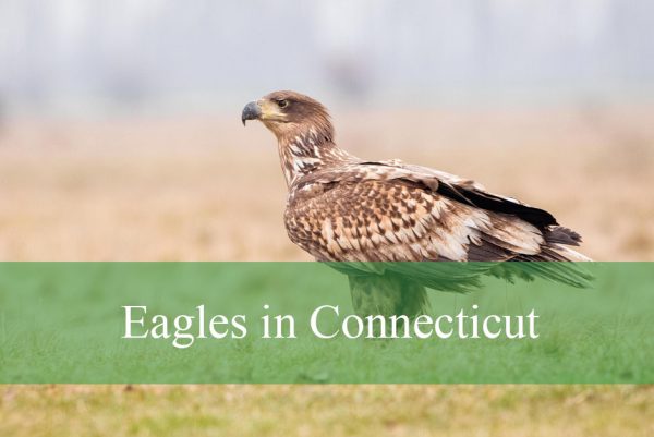 Eagles in Connecticut