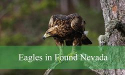 2 Species of Eagles in Nevada (With Pictures and Identification)