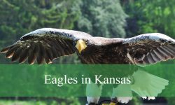 4 Types of Eagles in Kansas (With Pictures and Identification)