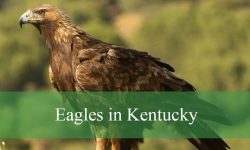 2 Types of Eagles in Kentucky (With Pictures and Identification)