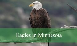 2 Types of Eagles in Minnesota (With Pictures and Identification)