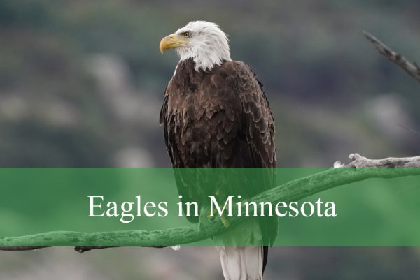 Eagles in Minnesota