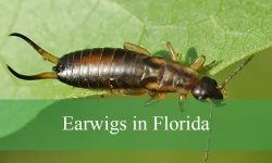 5 Types of Earwigs in Florida (With Pictures and Identification)