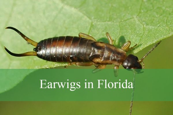 Earwigs in Florida