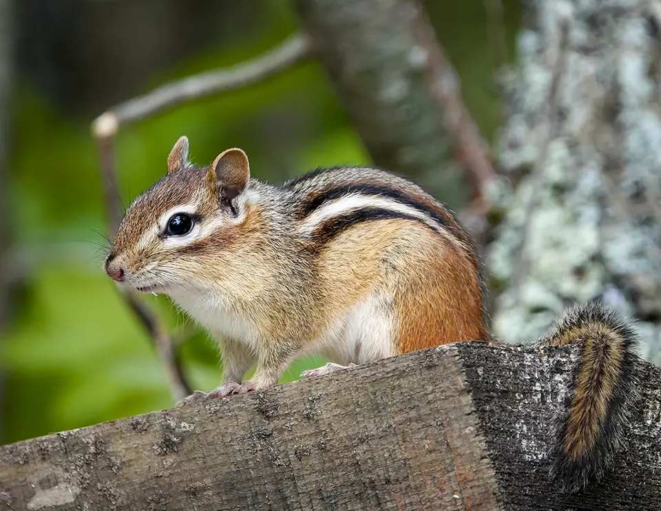 Chipmunks in Florida