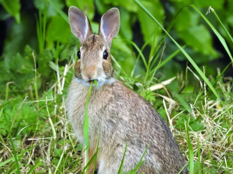 Wild Rabbits in New Jersey