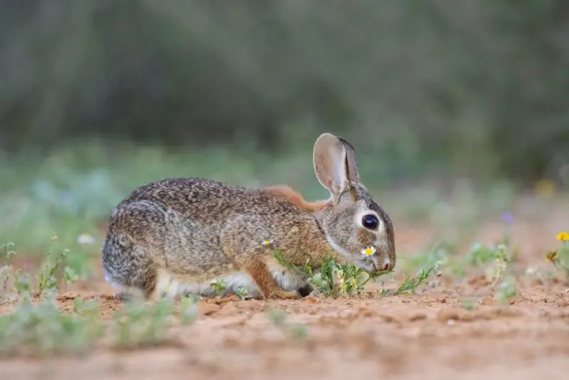 Wild Rabbits in Colorado