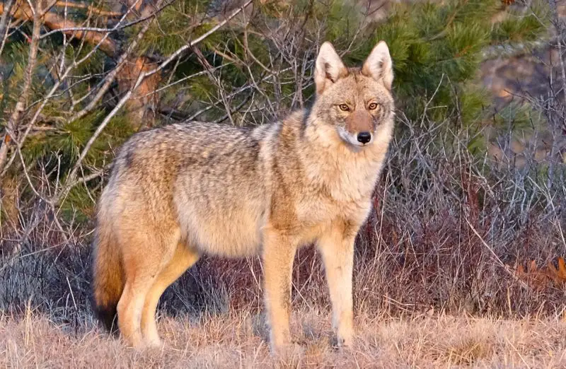 Coyotes in Wisconsin