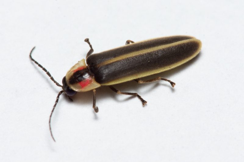 Fireflies in North Carolina