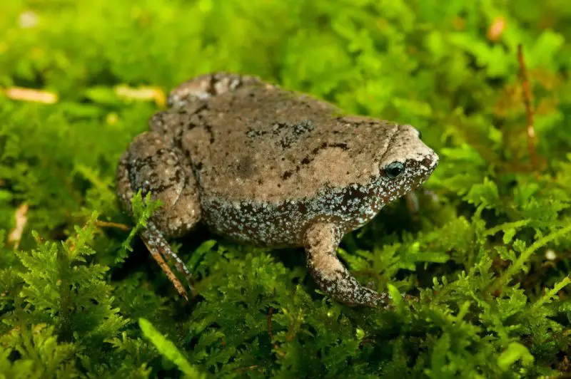 frogs in Georgia
