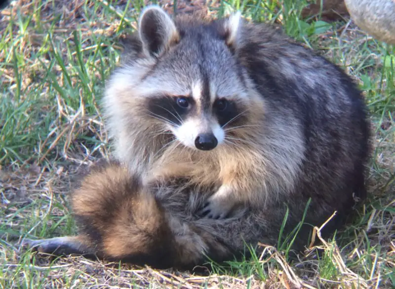 Raccoons in North Carolina