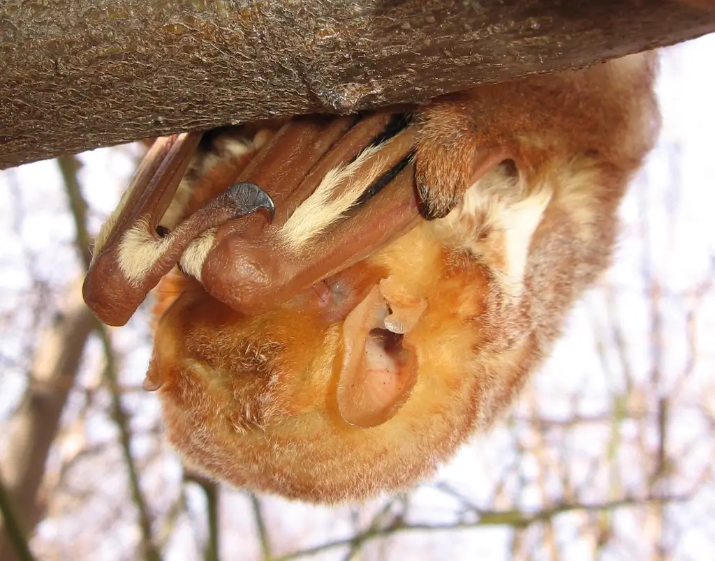 Bats in New Hampshire
