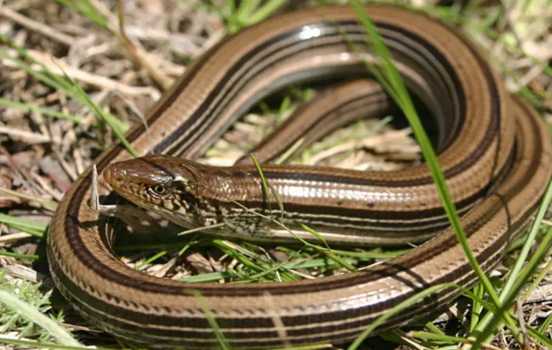 Lizards in Oklahoma
