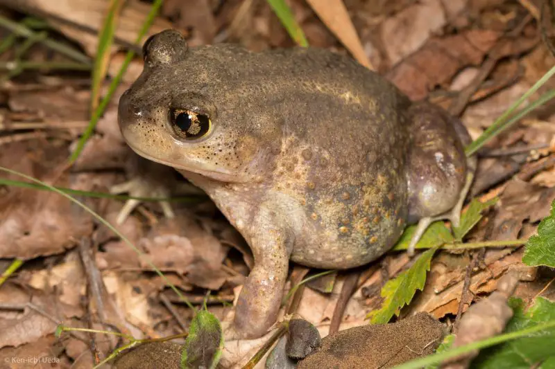 frogs in Georgia