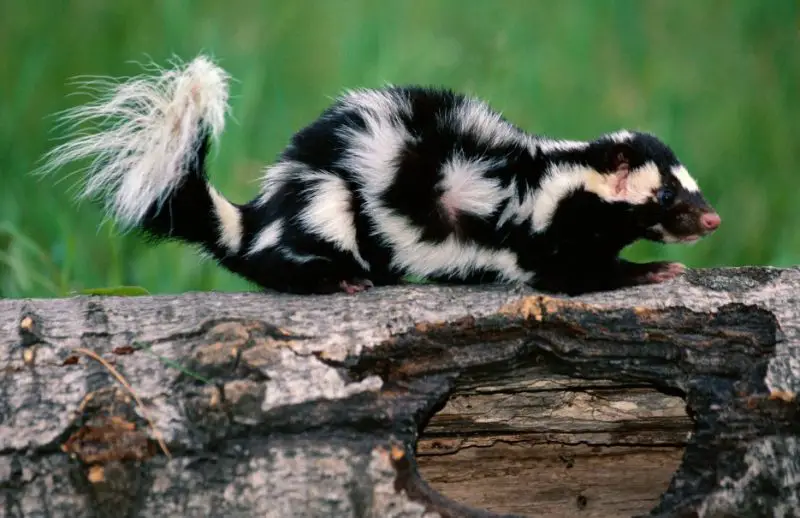 Types of Skunks in Iowa