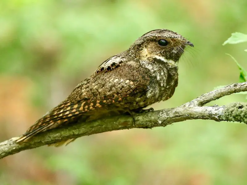 Birds That Sing at Night in North Carolina