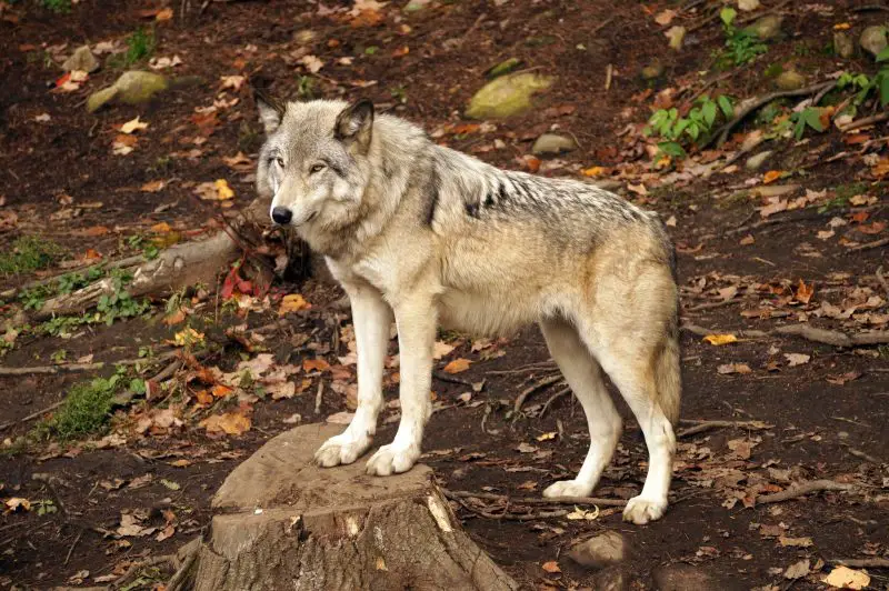 Coyotes in Wisconsin