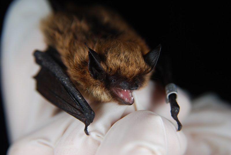 Bats in New Hampshire