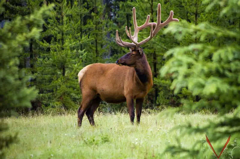 Deer in Tennessee