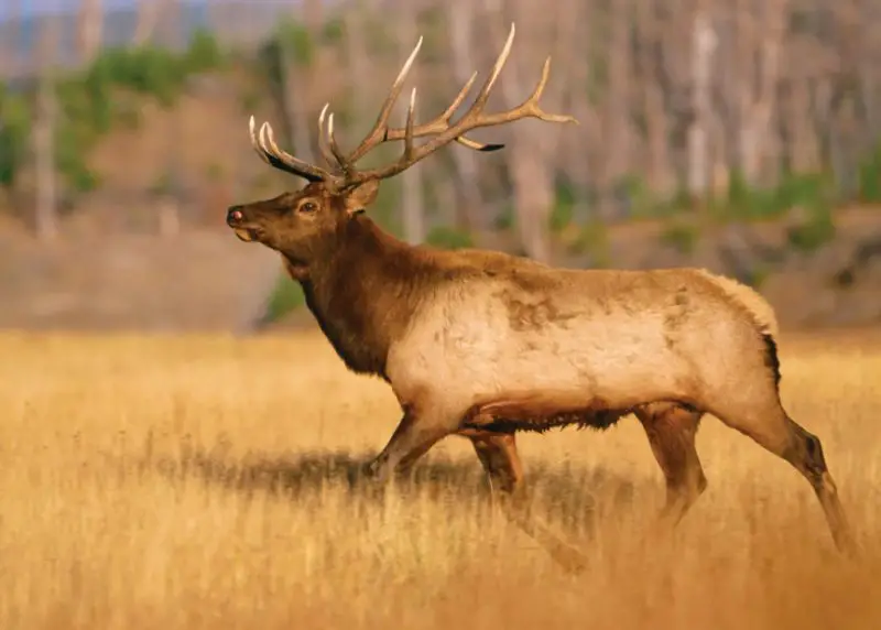 Deer Species in Montana