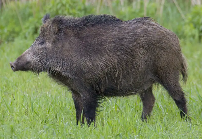 Feral Pigs in North Carolina