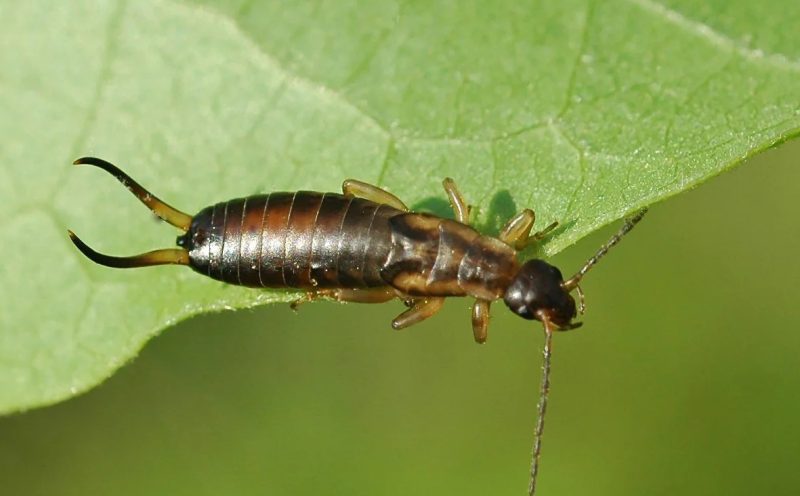 Earwigs in Florida