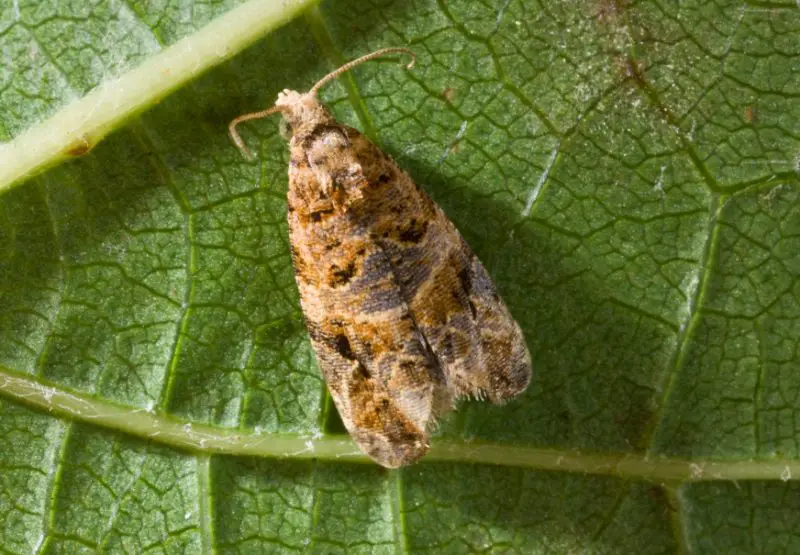 Invasive Insects in California