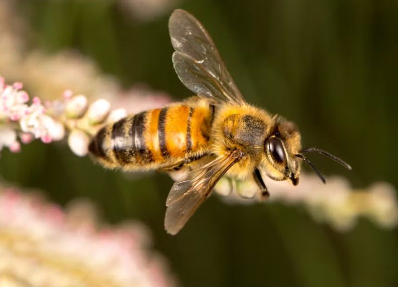 Stinging Insects in Florida