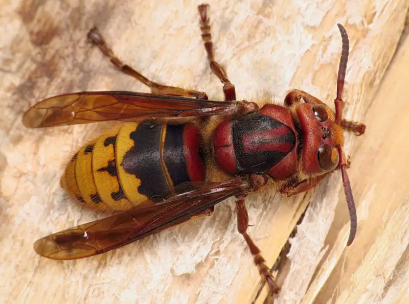 Dangerous Stinging Insects in Washington State