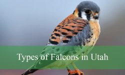 5 Types of Falcons in Utah (With Pictures and Identification)