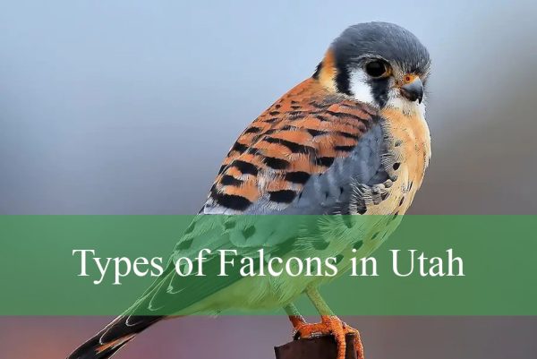 Falcons in Utah