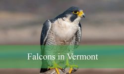 4 Types of Falcons in Vermont (With Pictures and Identification)