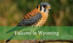 5 Types of Falcons in Wyoming (With Pictures and Identification)